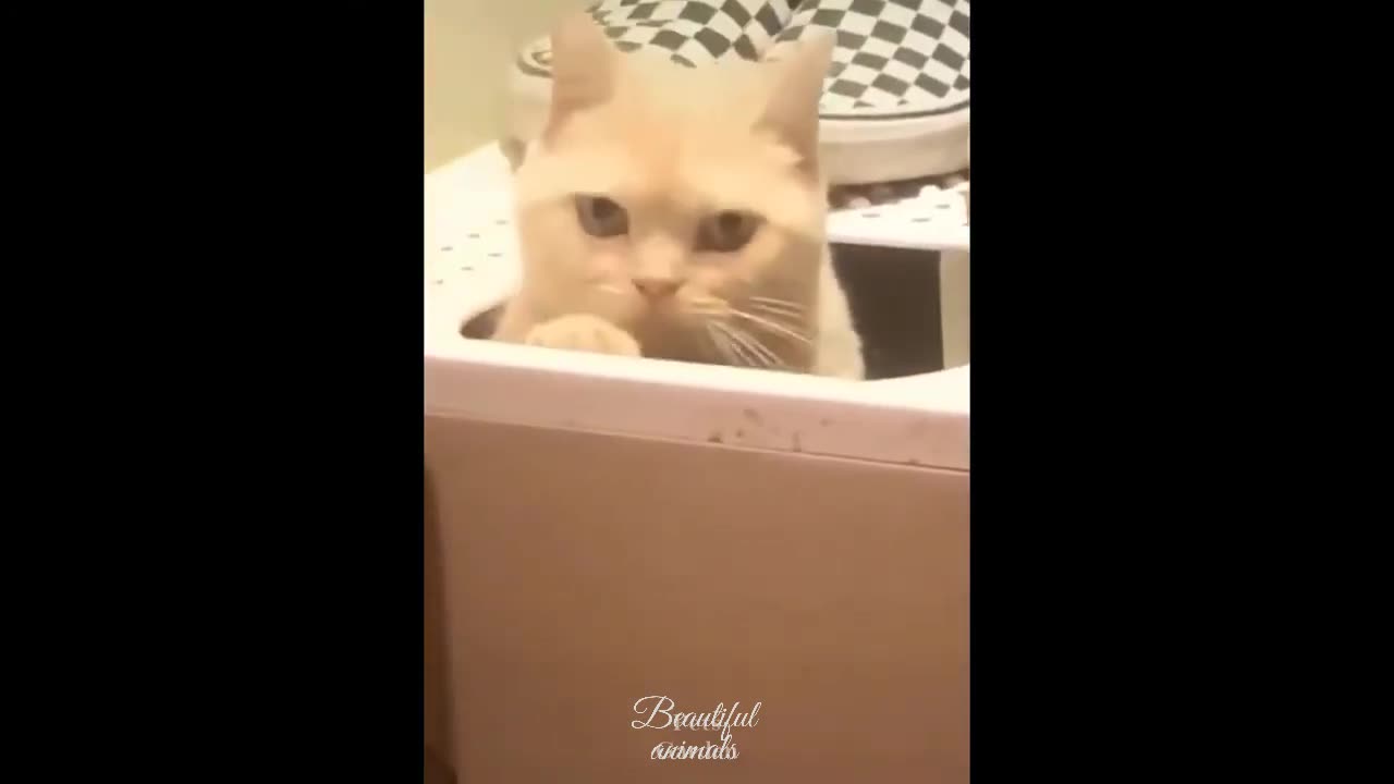 funny moments # cute cat # comedy#funny