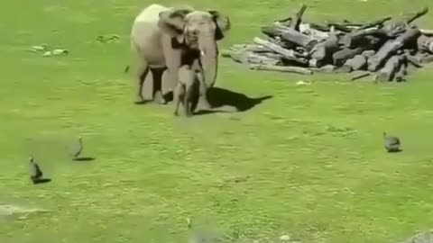 Cute Baby elephant