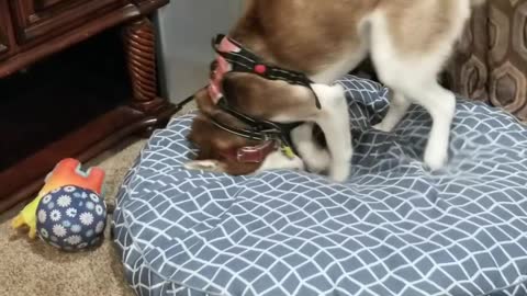 Odd Husky Gives Doggy Bed the Playful Paws