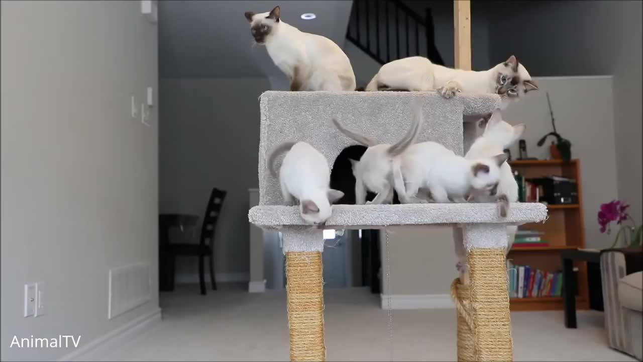 Siamese Kittens Playing - Cute Compilation.2021