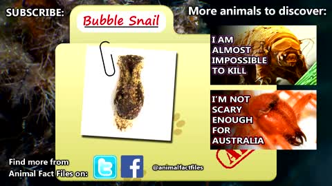 Bubble snail