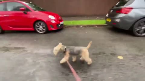 Cute Puppy Enjoying Rainy Day