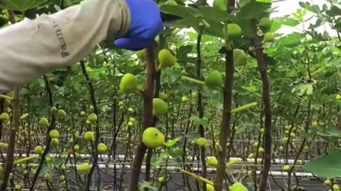 Amazing Figs fruit farm!!!! #fruitgarden #harvesting