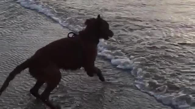 Brown dog running away from waves at the beach