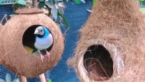 cute birds