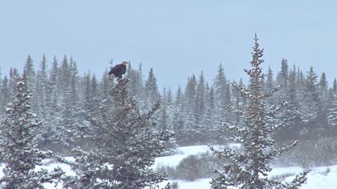 Eagle vs Owl, who wins?