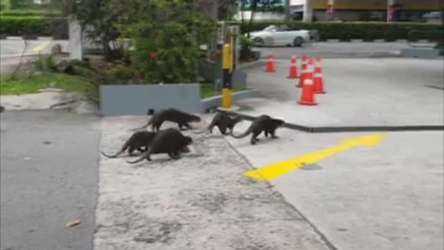 Otter Family Run Onto Deserted Petrol Station Forecourt