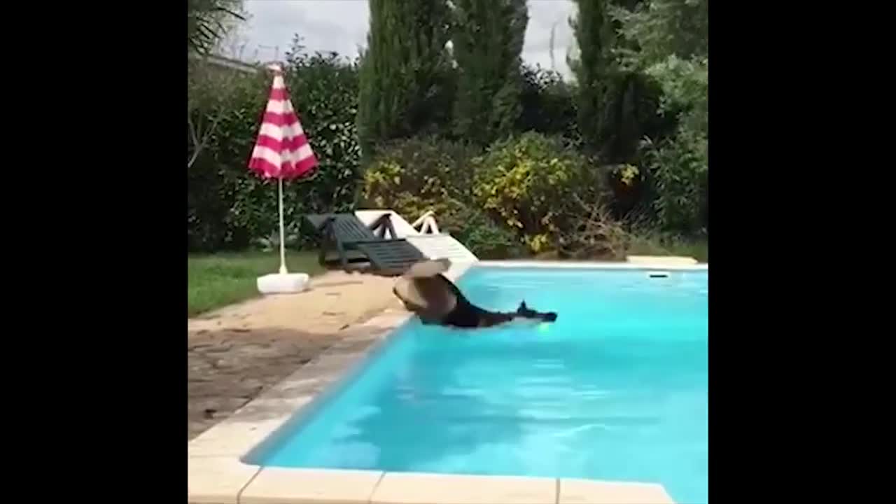 The Best Cute and Funny Cats and Dogs Videos This Week!