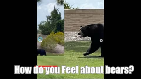 news of the bizarre Lone Bear Roams Florida Golf Course