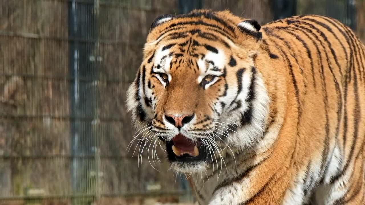 Bengali tigers in the Australian zoo