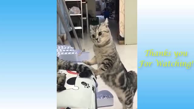 Top Funny Cat Videos of The Weekly - TRY NOT TO LAUGH #17 | Pets Garden.....!!!!