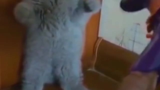 Cat Reaction to Playing Toy #Funny Video