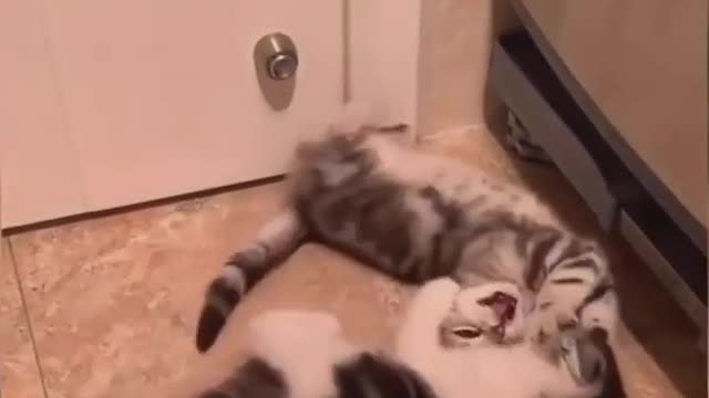 cute cats video