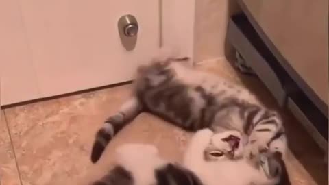 cute cats video