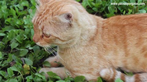 Curiosidades Sobre Gatos Laranjas Todo Gato Laranja é Macho?