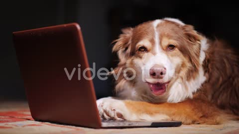 Cute dog video funny