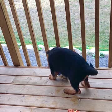 Cute, Funny German Shepherd Puppy plays with their food dish