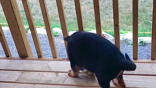 Cute, Funny German Shepherd Puppy plays with their food dish