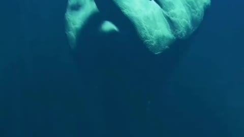 The deep blue