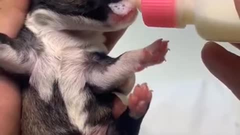 Newborn dog without mom