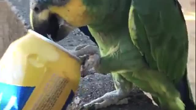 parrot drinking bee