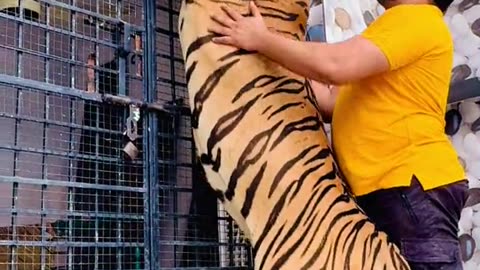 Cute Tiger Climb the Wall || {Beautiful videos 😍}