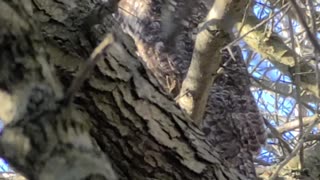 Great horned owl March 8