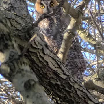 Great horned owl March 8