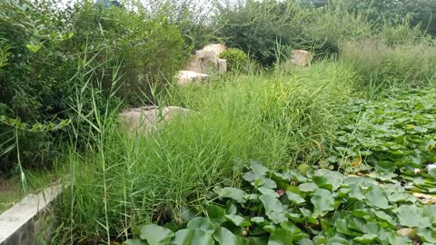 A pond full of lotus flowers surrounded by green plants