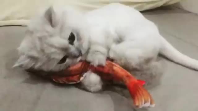 Funny cat with fish.