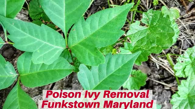 Poison Ivy Funkstown Maryland Landscape Company