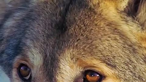 Wildlife with a natural perspective & Funs