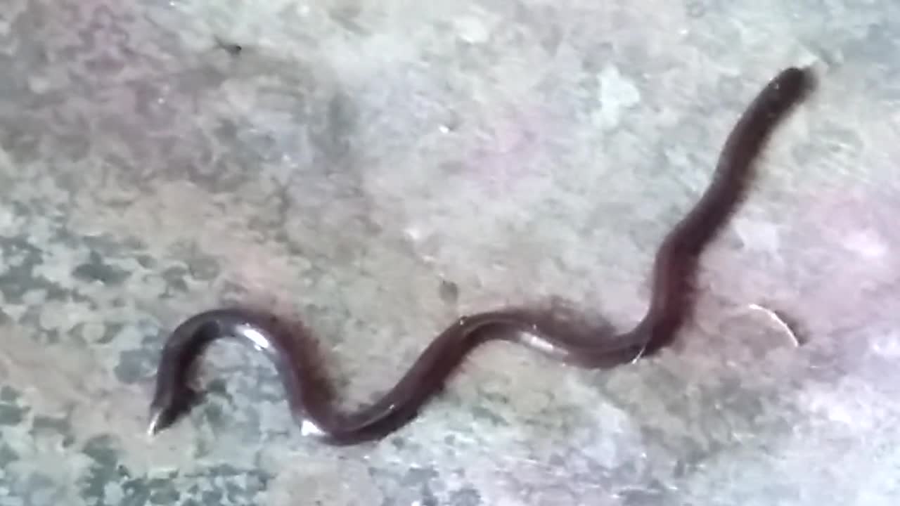 Baby Snake enter in home slowly