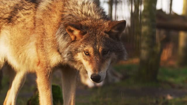 Wild red fox running & walking on trail