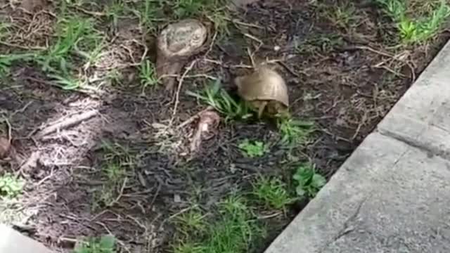 Dog afraid of little turtle