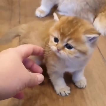 This is cute cat