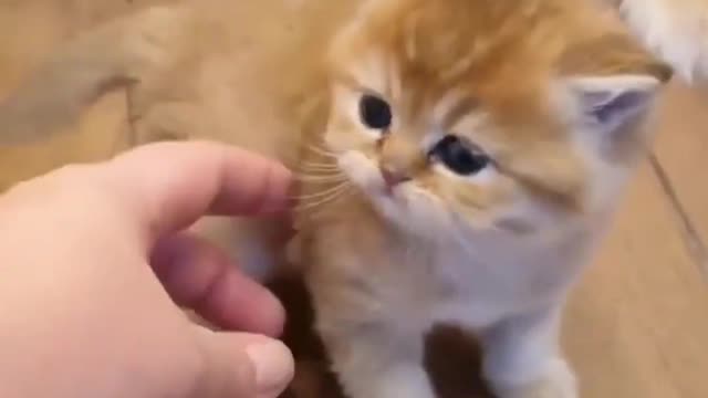 This is cute cat