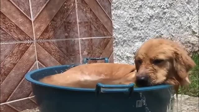 Funniest & Cutest Puppies - Funny Puppy Videos