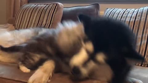 The best dog V cat fight ever!