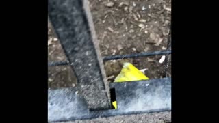 The Hens love there Cucumbers!! part 2