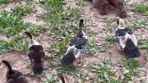 Pup Crawls Alongside Waddling Ducks