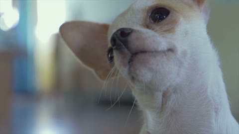 Esta intrigante mirada te sacara un par de sonrisas y preguntas de este hermoso cachorro