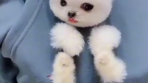 Dog training
