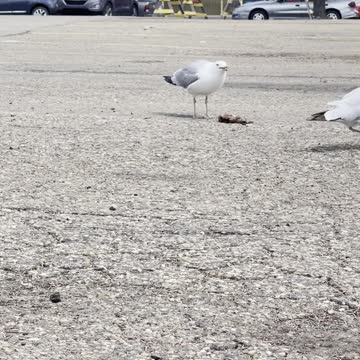 Seagulls completion on a meat piece