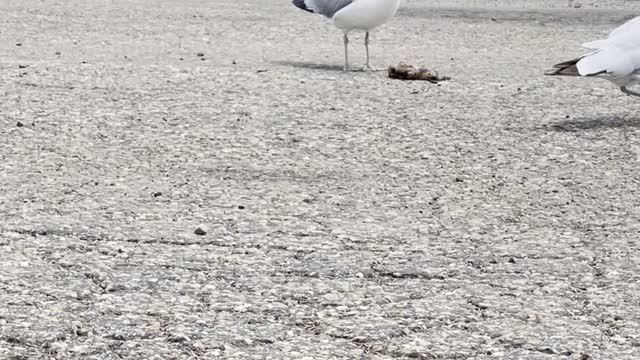 Seagulls completion on a meat piece