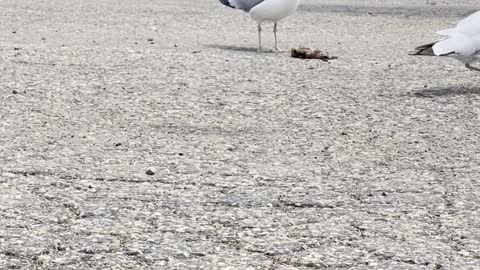 Seagulls completion on a meat piece