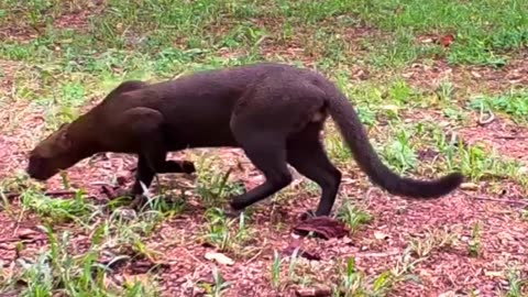 How Dangerous Jungle Cat 😺🐈🐈🙄