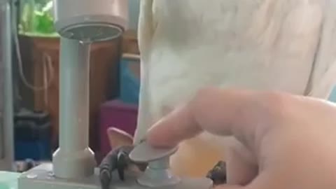 The Hidden Mystery Behind HILARIOUS PARROT