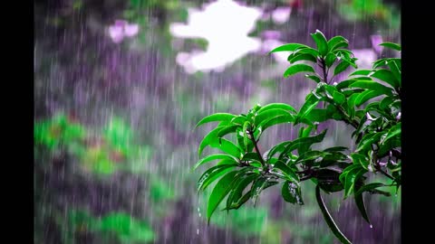 Rain sound with Thunder 60minutes Good for Relaxing, Sleeping, Studying and Concentration