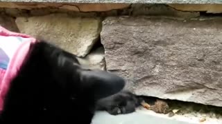 Gentle Cat Attempts To Befriend Cute Little Frog